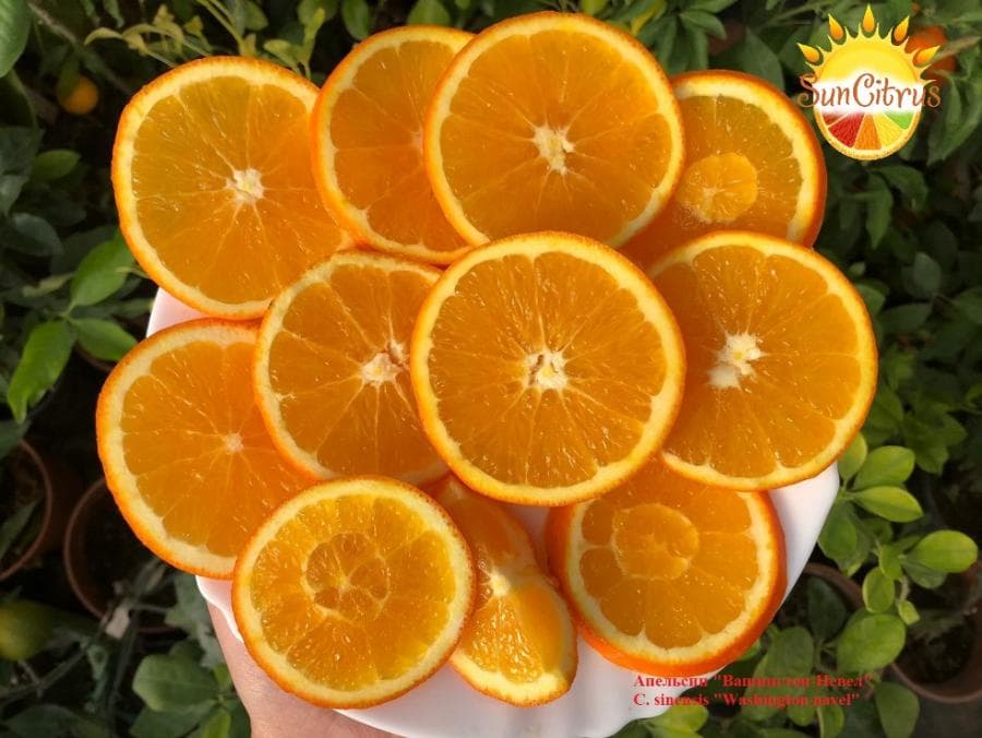 4 Апельсина Фото
