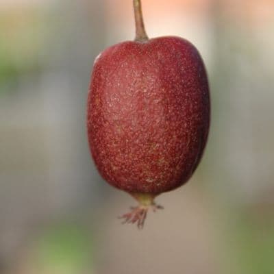 Actinidia arguta SCARLET SEPTEMBER копия