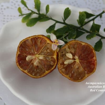 Australian Blood Lime Red Center Lime1 копия