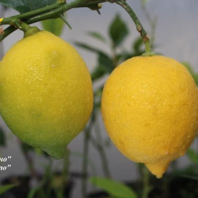 C. limon Fino копия