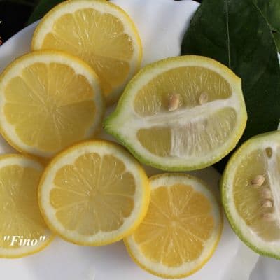 C. limon Fino 2 копия