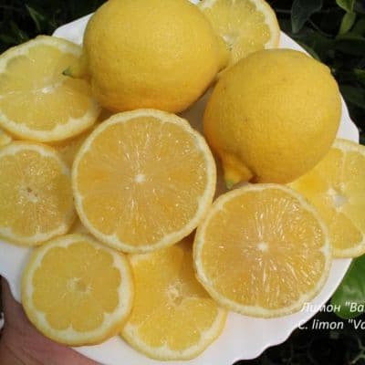 C. limon Vaniglia 3 копия