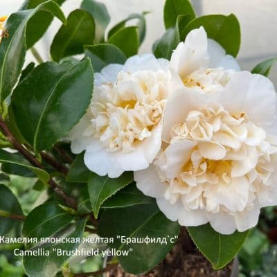 Camellia Brushfield yellow копия