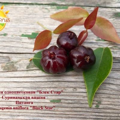Eugenia uniflora Black Star Pitanga Surinam Cherry копия