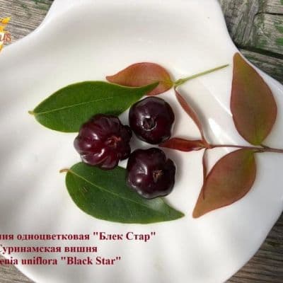 Eugenia uniflora Black Star Pitanga Surinam Cherry 1 копия