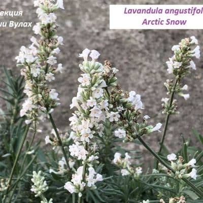 Lavandula angustifolia Arctic Snow