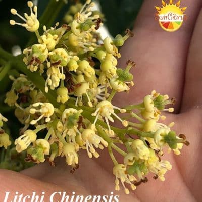 Litchi Chinensis flower 1
