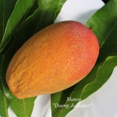 Mango D J копия