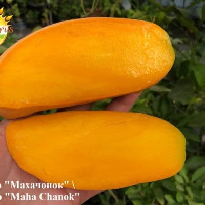 Mango Maha Chanok 1