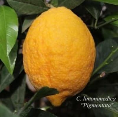 C_limonimedica_Pigmentata_7-_