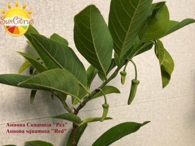 Annona_squamosa_Red_-_копия