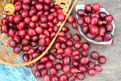 Arabica