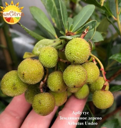 Arbutus_Undeo