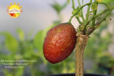 Australian_Blood_Lime_Red_Center_Lime_1_-_копия