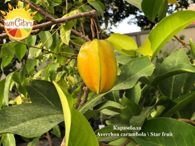 Averrhoa_carambola_Star_fruit