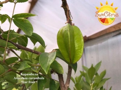 AverrhoacarambolaStarfruit