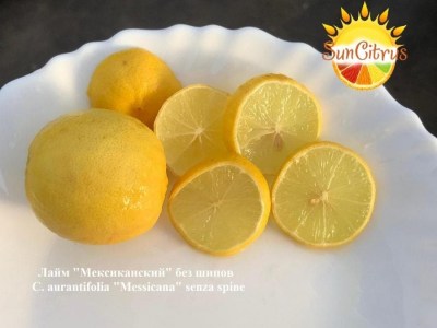 C._aurantifolia_Messicana_senza_spine_-_копия
