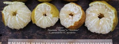 C._aurantifolia_x_C._myrtifolia1