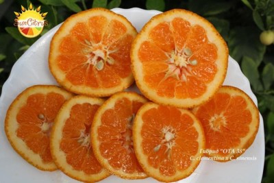 C._clementina_x_C._sinensis_OTA_38_-_копия