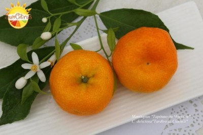 C._deliciosa_Avana_Tardivo_di_Ciaculli_-_копия