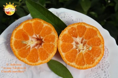 C._deliciosa_Avana_Tardivo_di_Ciaculli_nucellare_-_копия