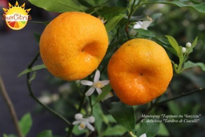 C._deliciosa_cv._Avana_Tardivo_di_Ciaculli_-_копия