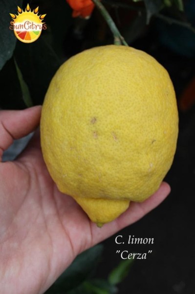 C._limon_Cerza_да