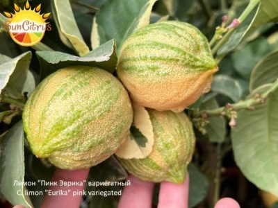 C._limon_Eurika_pink_variegated__копия8