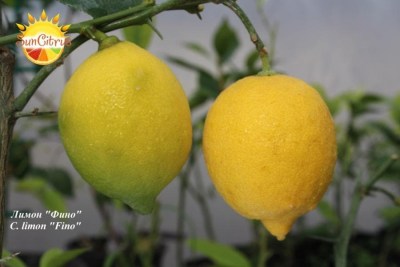 C._limon_Fino_-_копия