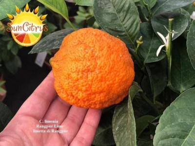 C._limonia_Rangpur_Lime_limetta_di_Rangpur