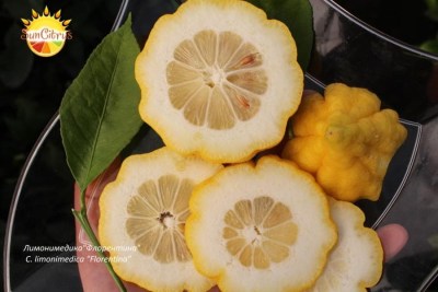 C._limonimedica_Florentina_-_копия