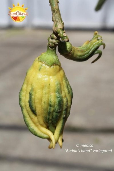 C._medica_Buddas_hand_variegated