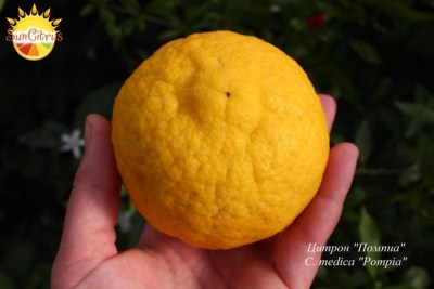 C._medica_Pompia_-_копия