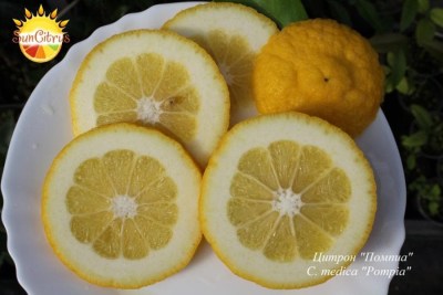 C._medica_Pompia_1_-_копия