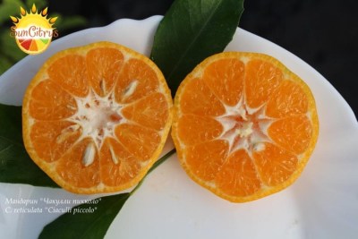 C._reticulata_Ciaculli_piccolo_1_-_копия