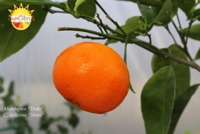 C._reticulata_Nova_-_копия