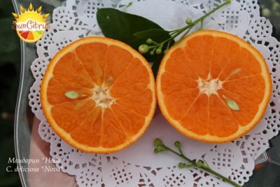 C._reticulata_Nova_2_-_копия