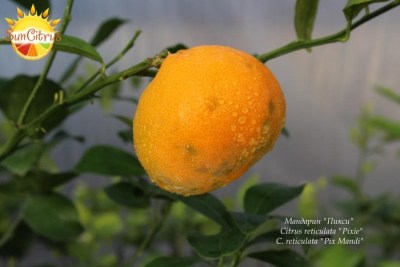 C._reticulata_Pix_Mandi_Pixie_-_копия