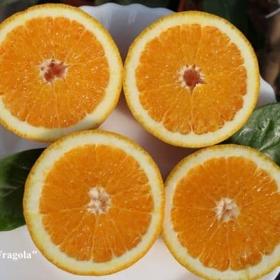 C._sinensis_Fragola_my_-_копия-fill-400x400