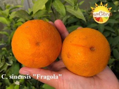 C._sinensis_Fragola_strawberry