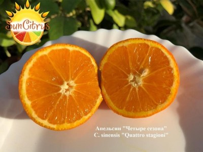 C._sinensis_Quattro_stagioni_Апельсин_Четыре_сезона_2_-_копия