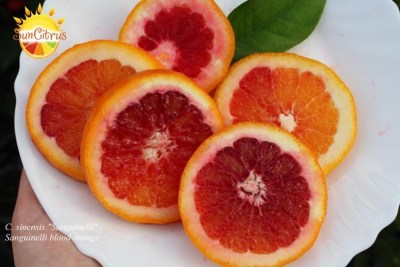 C._sinensis_Sanguinelli_blood_orange2_-_копия