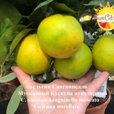 C._sinensis_Sanguinello_moscato_Cuscunà_nucellare_58-52F-1-fill-400x400