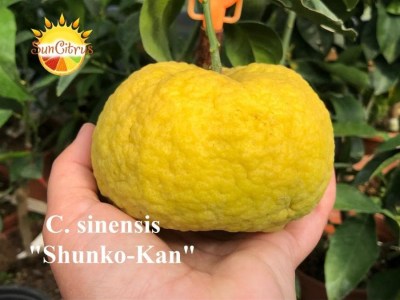 C._sinensis_Shunko-Kan