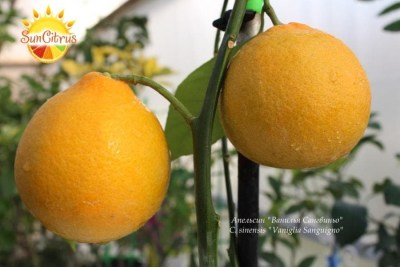 C._sinensis_Vaniglia_Sanguigno_Acidless_sweet_orange_1_-_копия