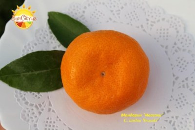 C._unshiu_Iwasaki_Satsuma_mandarin_-_копия