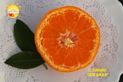 C._unshiu_Xie_Shan_Satsuma_mandarin_-_копия