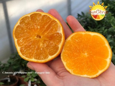 C.limonia_Philippine_red_Rangpur_lime