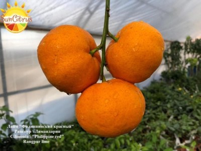 C.limonia_Philippine_red_Rangpur_lime_Red_lime