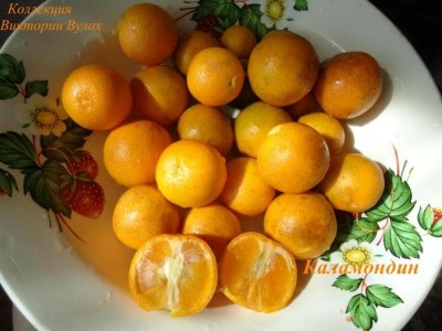 Calamondin